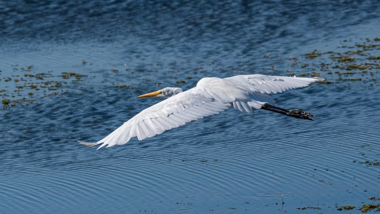 Great egret