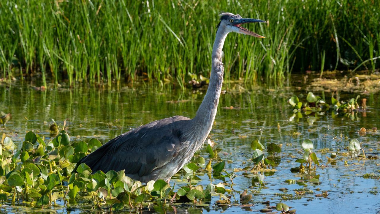 Great blue heron
