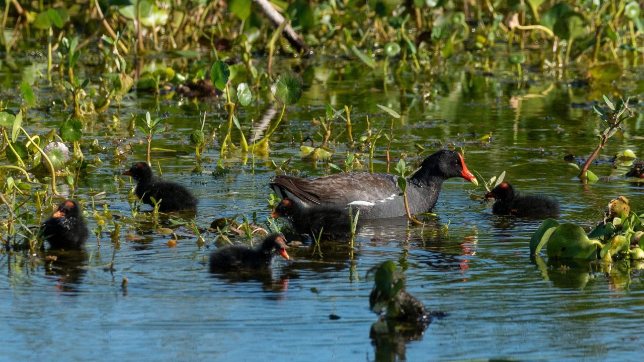Common Gallinule with chicks
