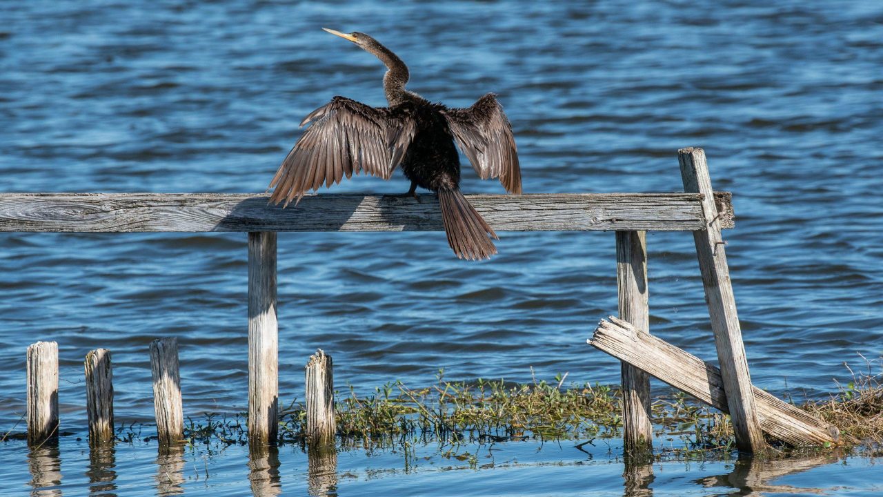 Anhinga