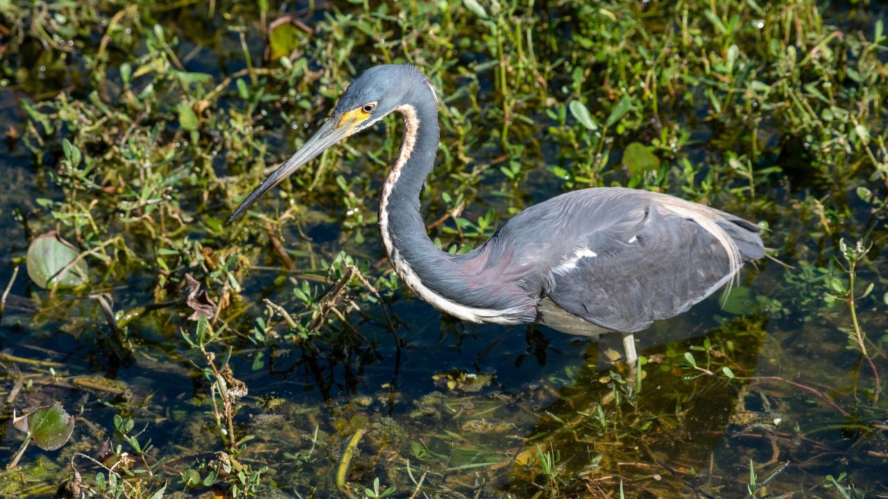 Tricolored Heron