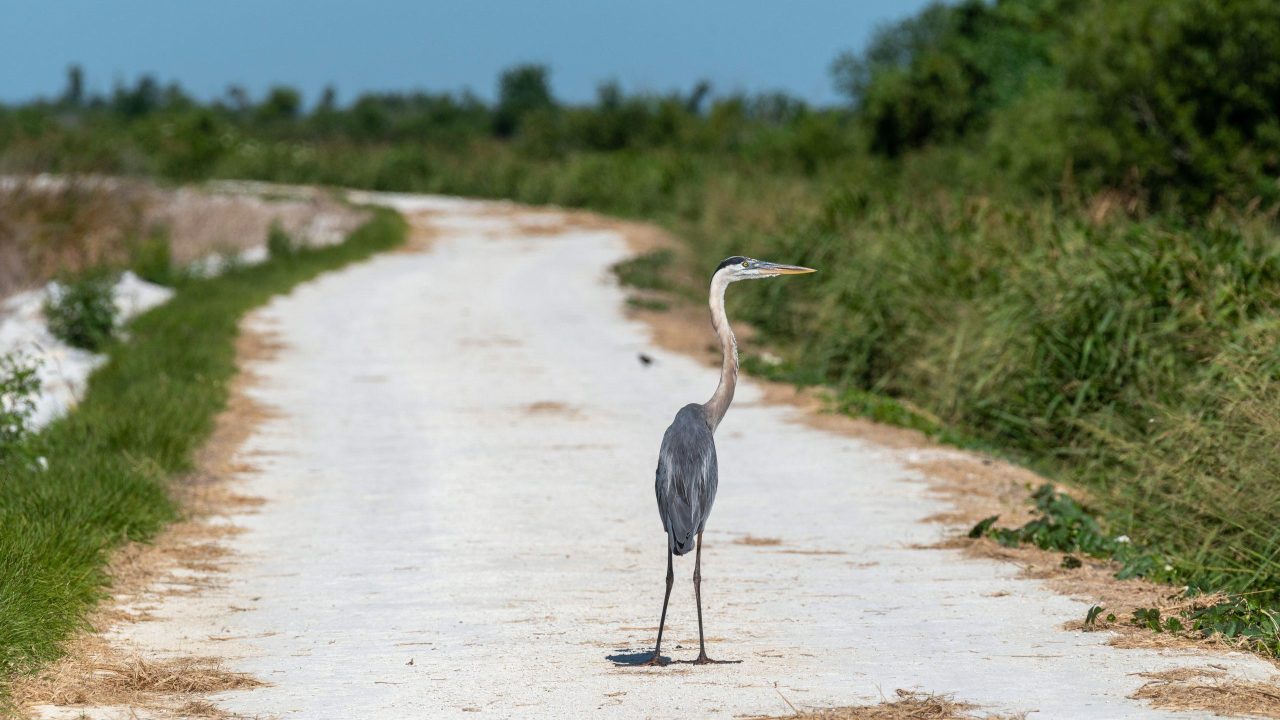 Great blue heron standing on the Lake Apopka North Shore wildlife drive