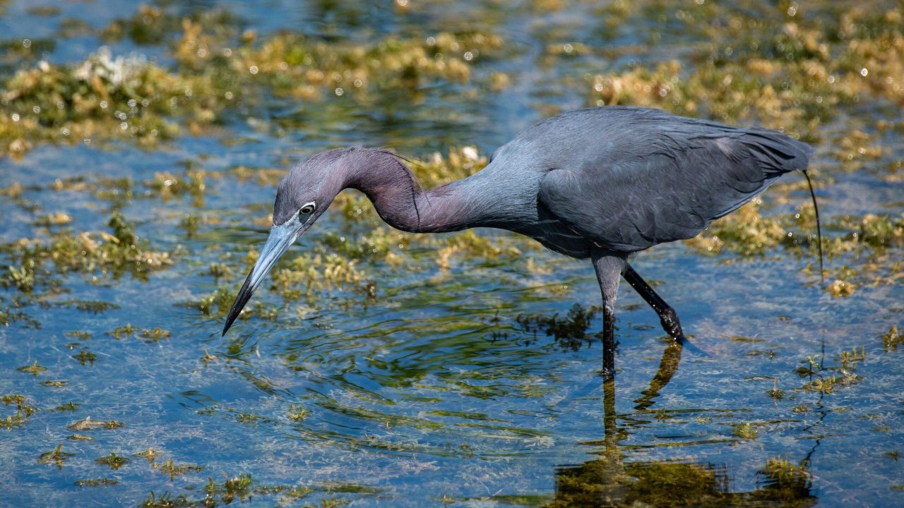 Little Blue Heron