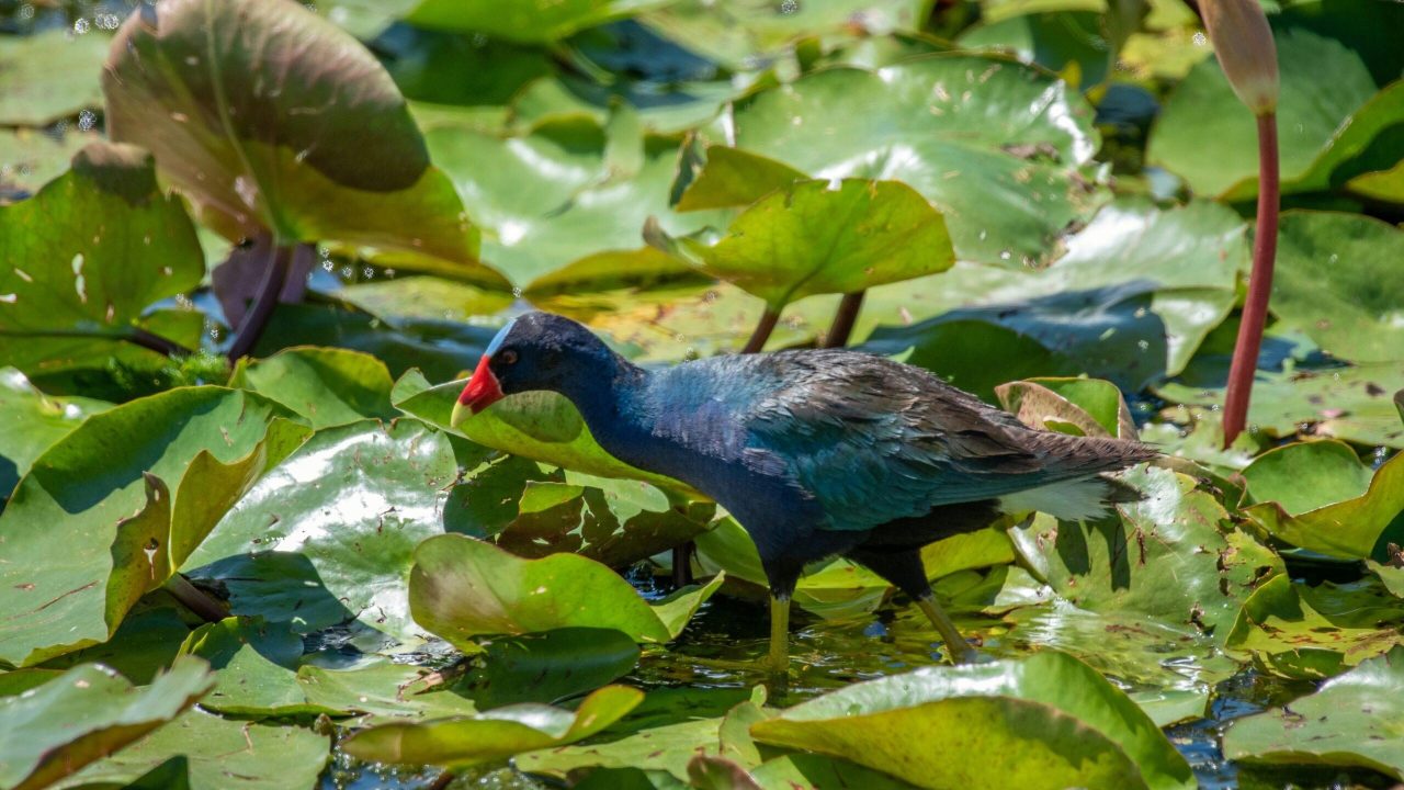 Purple Gallinule