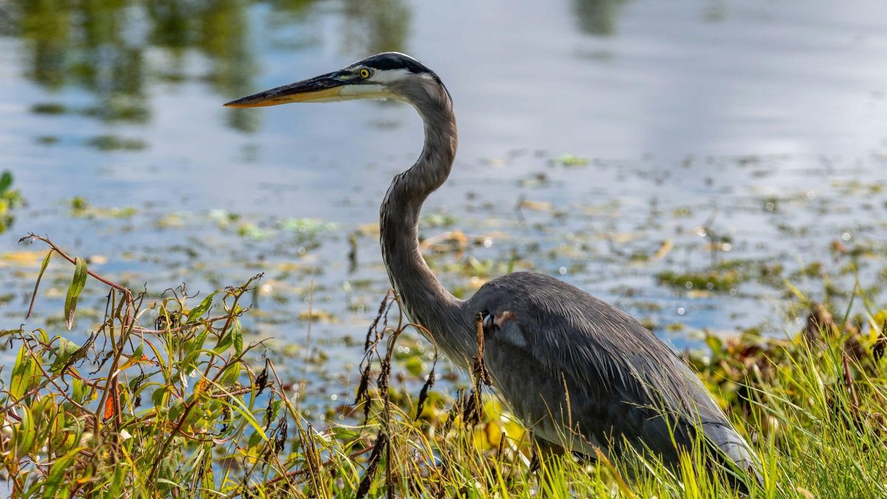 Great blue heron