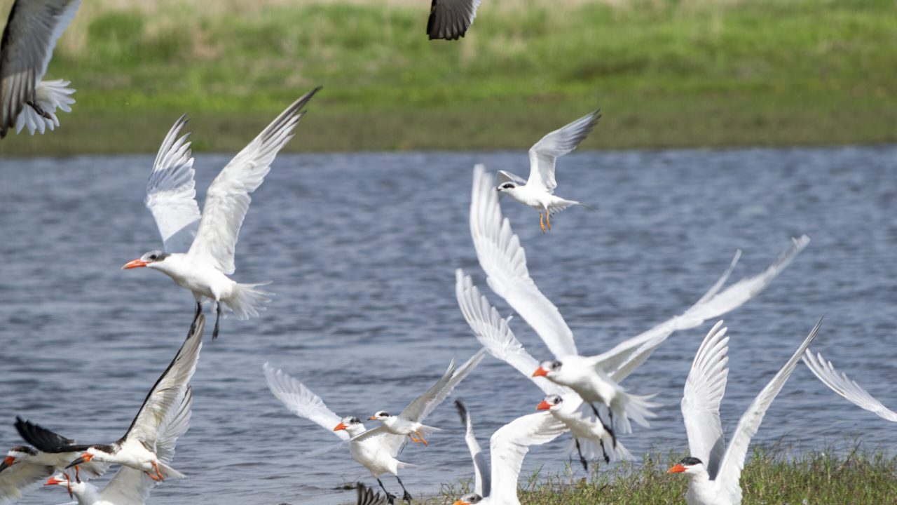 Flock of white waterbirds with bright orange bills taking off and landing along the shoreline of a shallow lake or pond, wings outstretched over blue water and low grassy banks in the background.