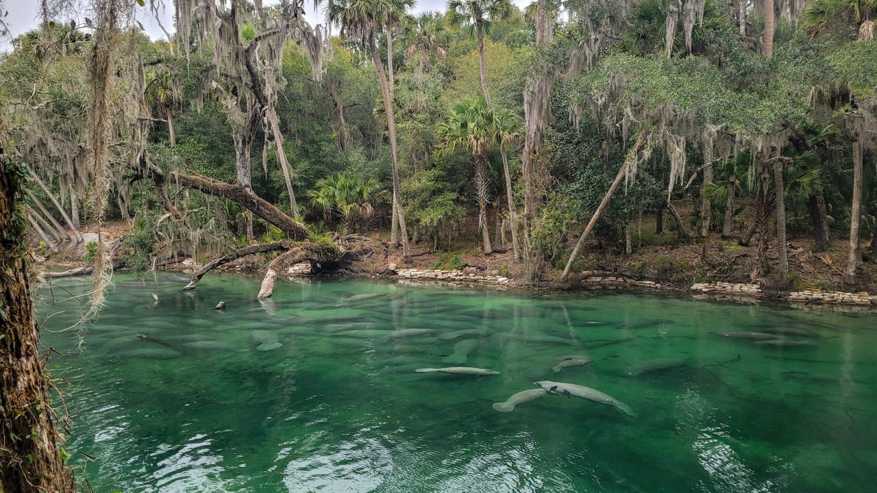 View of a clear emerald-green spring run bordered by moss-draped trees and palms, with numerous manatees resting and swimming just below the water’s surface near the natural shoreline.
