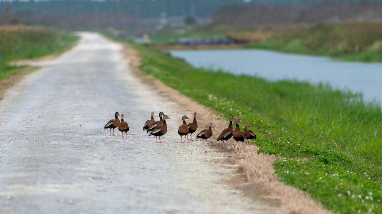 Christmas bird count at Lake Apopka North Shore