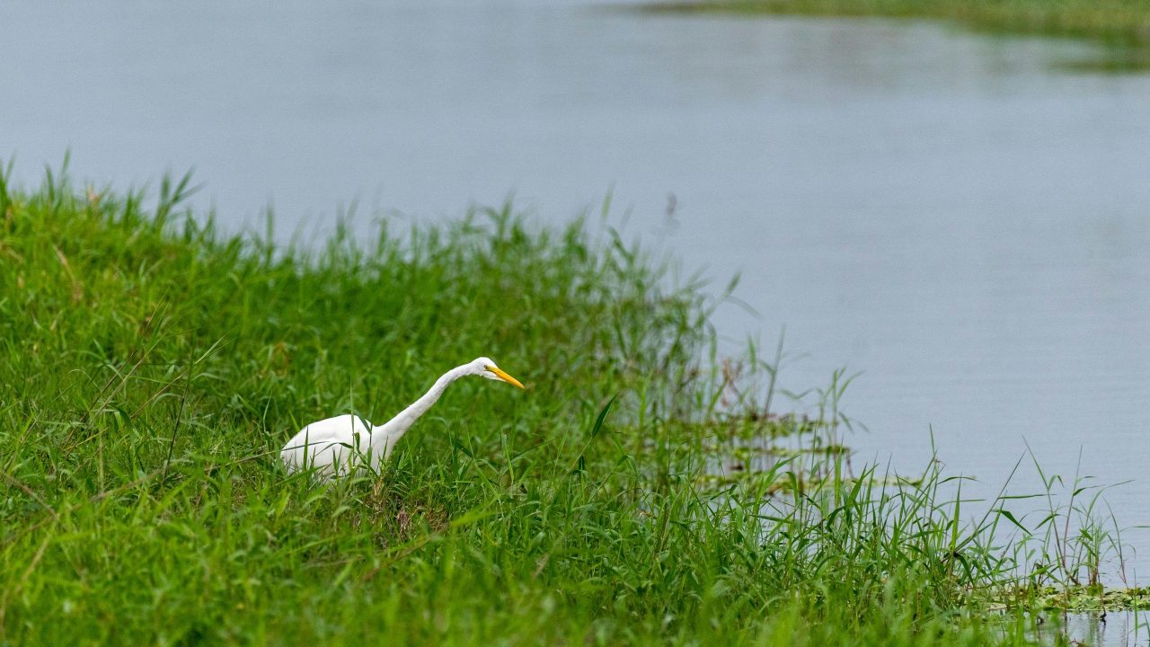 Christmas bird count at Lake Apopka North Shore