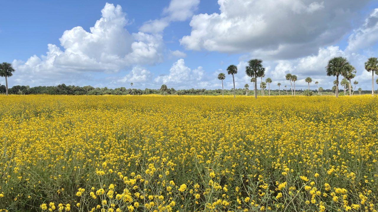 Wide field of bright yellow wildflowers stretching to the horizon, dotted with scattered sabal palms and backed by a distant tree line, under a blue sky with large, billowing white clouds.