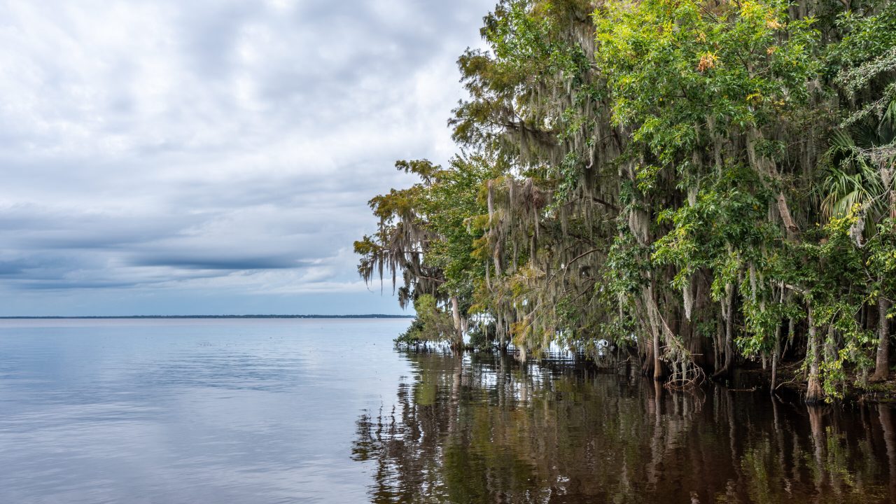 View across a calm, tannin-stained river or lake in the Middle St. Johns River Basin, with dense shoreline trees draped in Spanish moss on the right and their reflections in the water, under an overcast sky stretching over the open water to the left.