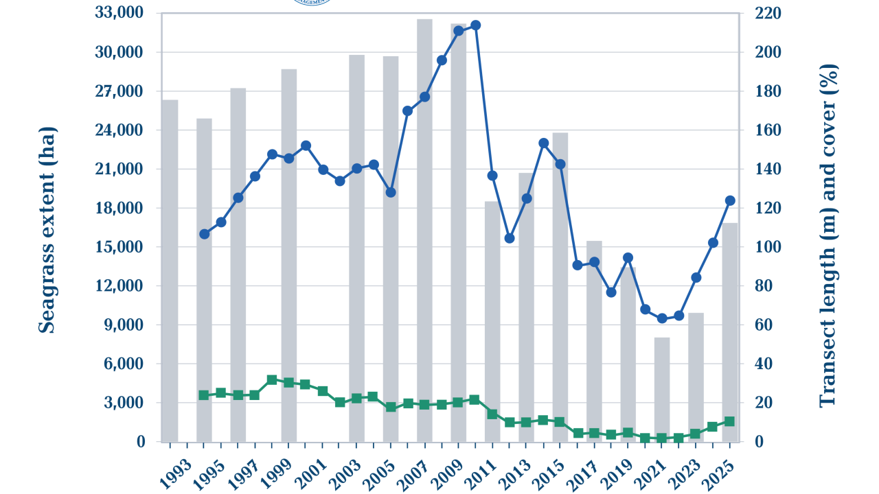Bar and line graph from the St. Johns River Water Management District showing seagrass areal extent in hectares, mean transect length in meters, and mean transect cover percentage from 1993 to 2025. Areal extent and transect length peaked around 2007–2009 and declined significantly through 2022, with a modest recovery shown in 2025.