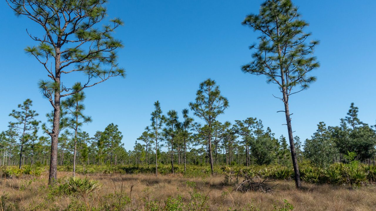 Open longleaf pine flatwoods with scattered tall pines rising above a grassy, shrubby understory, stretching across a flat landscape under a clear blue sky.