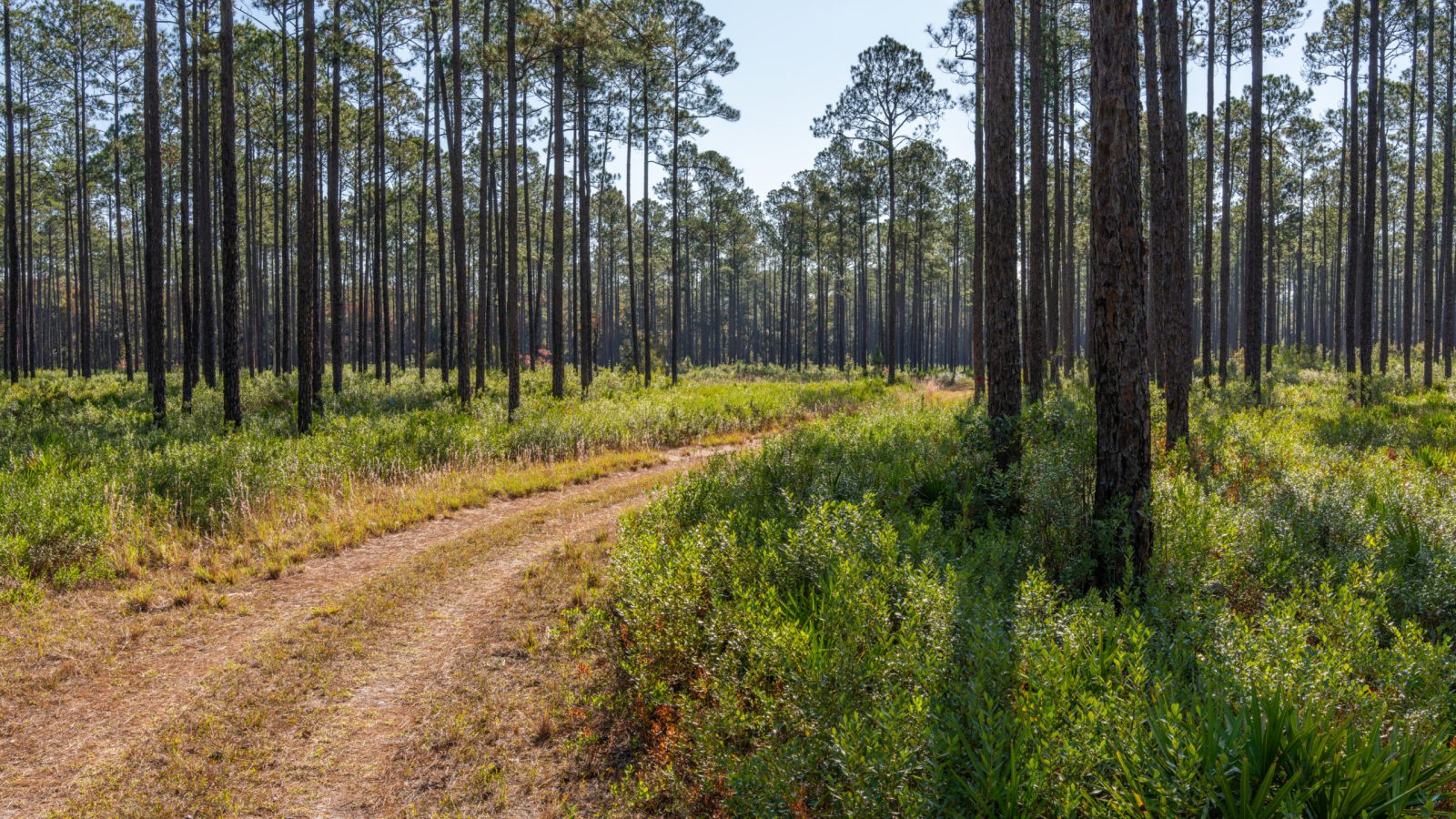 Newnans Lake Conservation Area - Hatchet Creek Tract