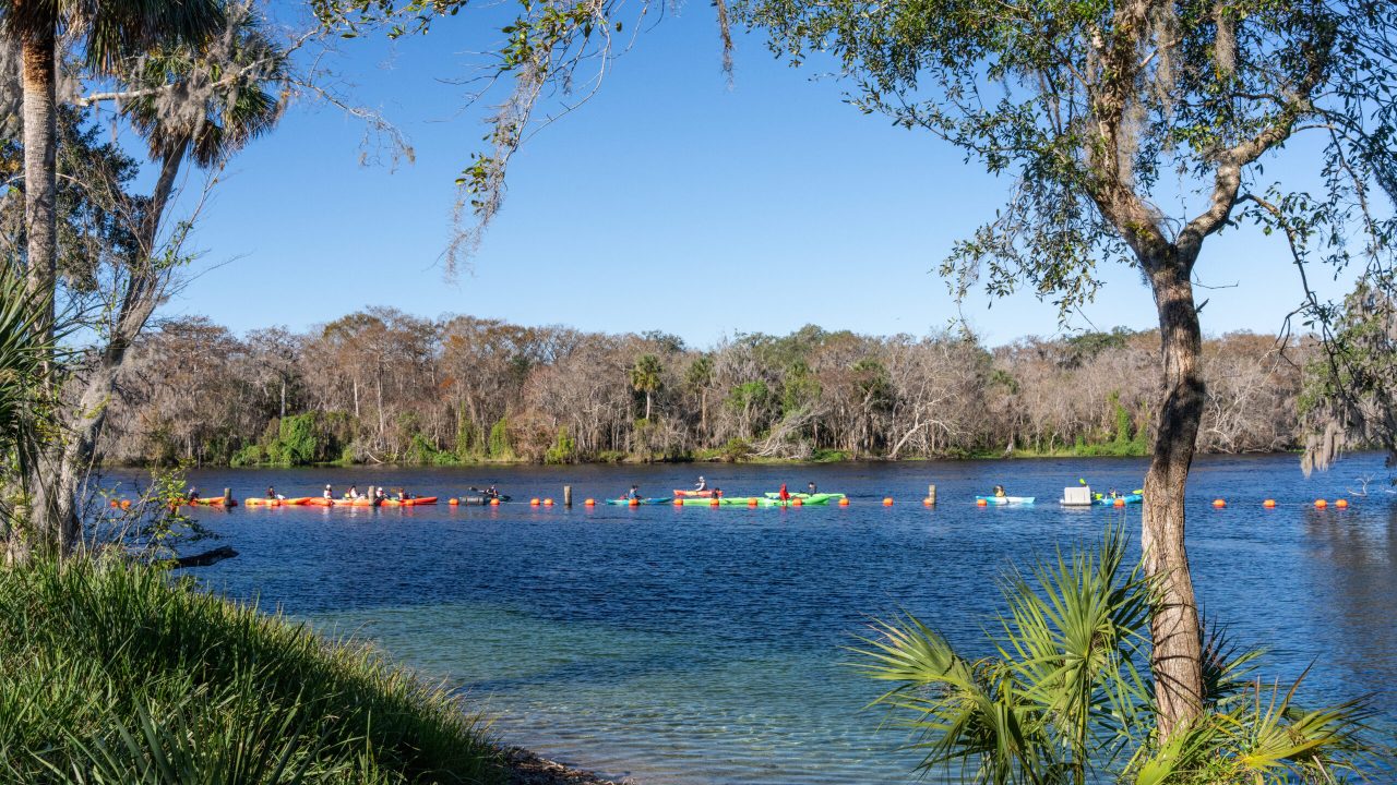 View of a clear blue spring run opening into a wider river, framed by palm and hardwood trees in the foreground, with a line of brightly colored kayaks and orange buoys on the water and a backdrop of leafless winter trees under a cloudless sky.
