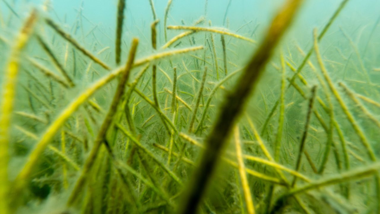 Underwater view of a dense seagrass bed with long, narrow green blades swaying on a sandy bottom, with a small fish visible in the background.