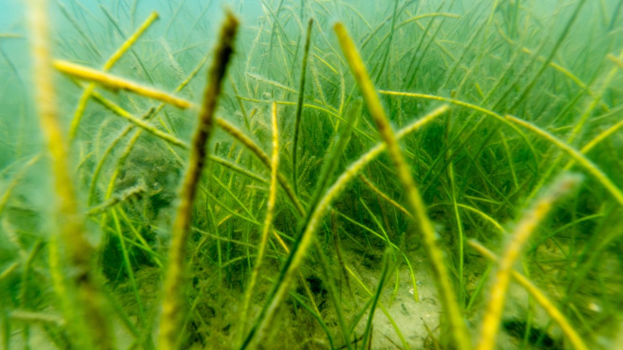Underwater view of a dense seagrass bed with long, narrow green blades swaying on a sandy bottom, with a small fish visible in the background.