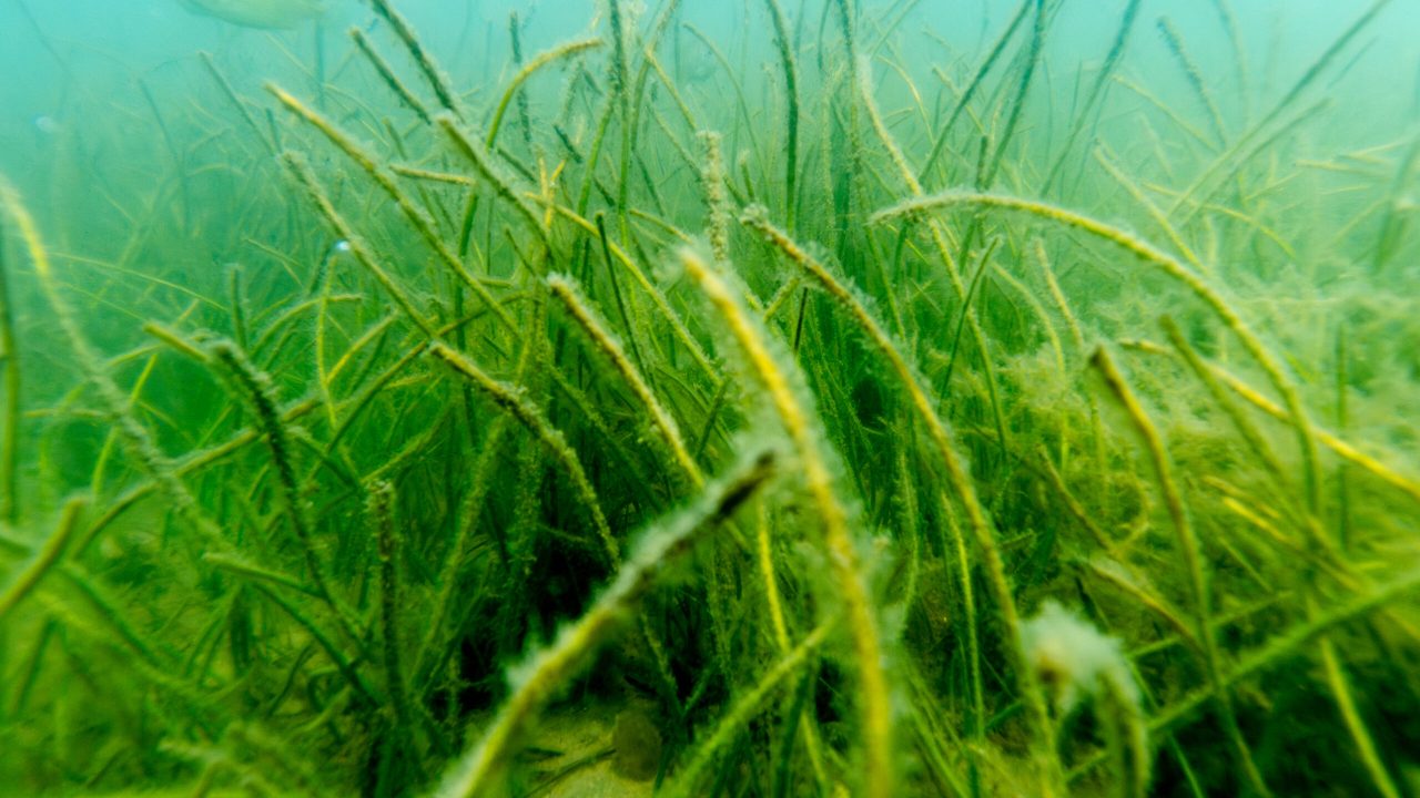 Underwater view of a dense seagrass bed with long, narrow green blades swaying on a sandy bottom, with a small fish visible in the background.