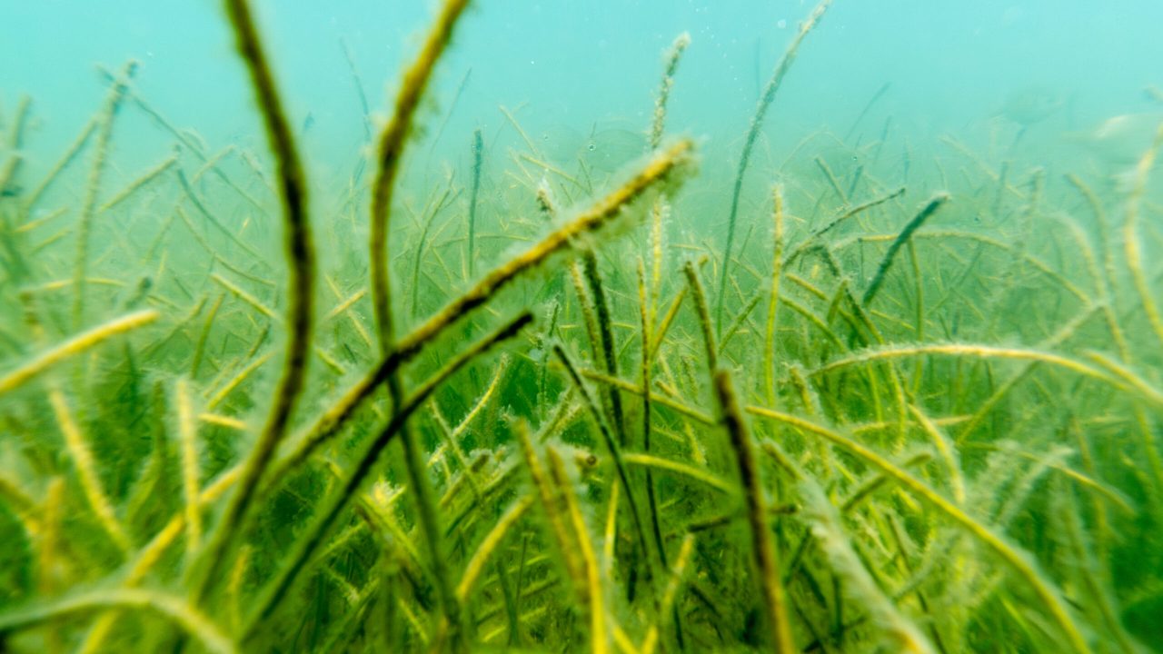 Underwater view of a dense seagrass bed with long, narrow green blades swaying on a sandy bottom, with a small fish visible in the background.