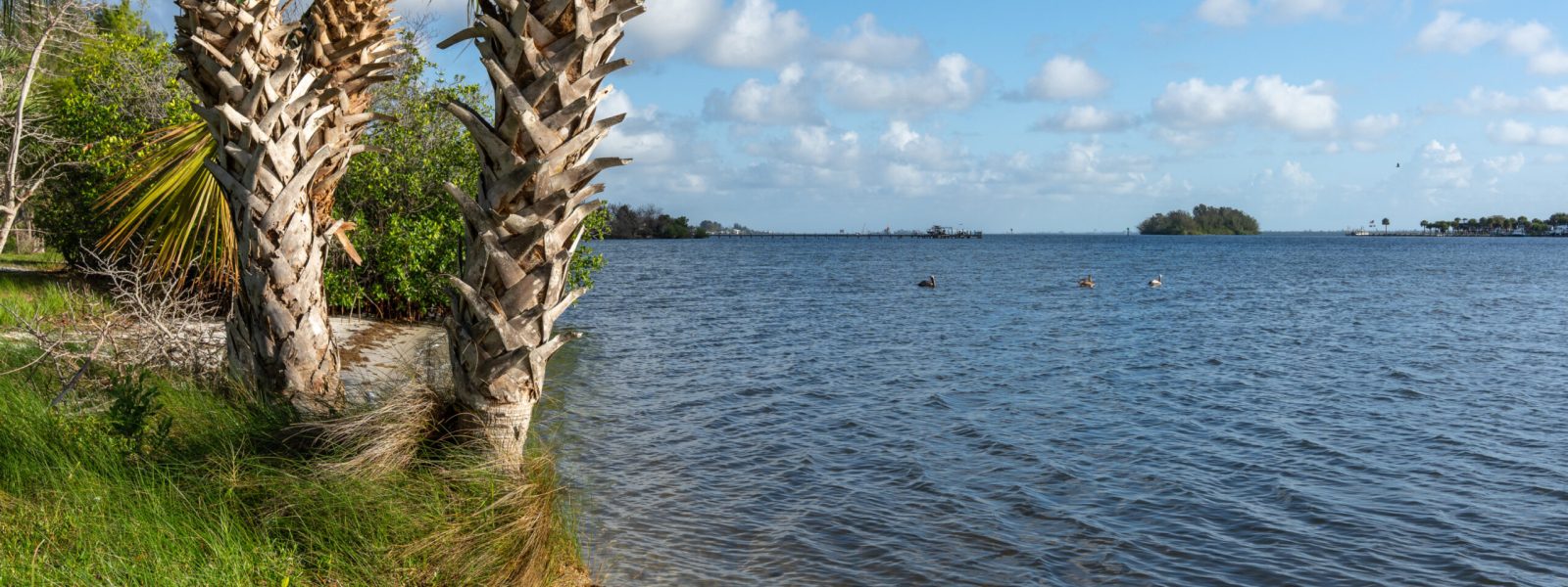 Sabal palm along the Indian River Lagoon