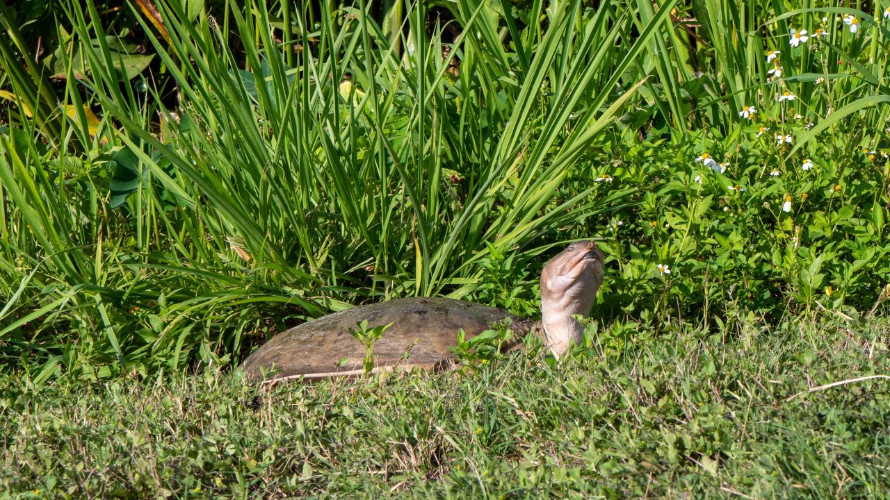 softshell turtle among vegetation