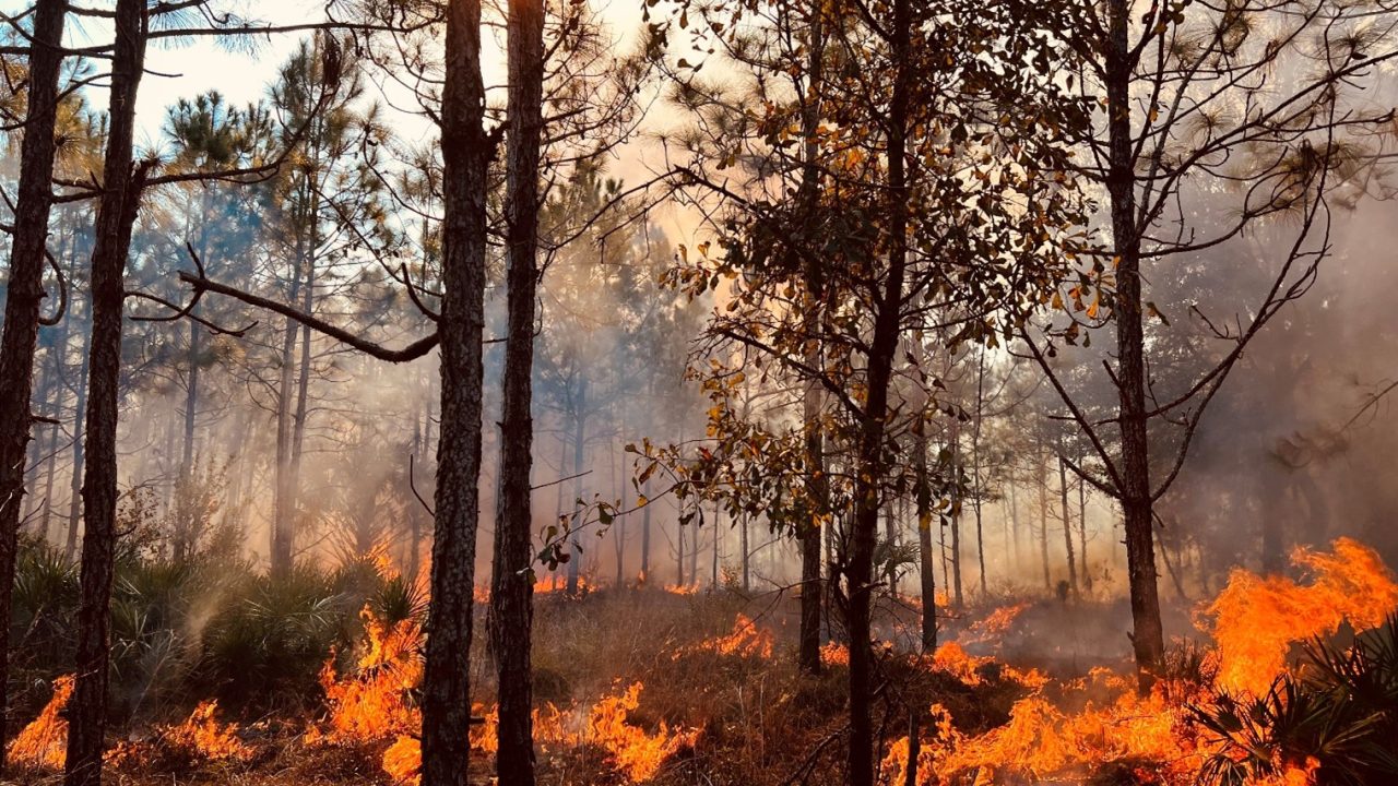 prescribed fire in wooded area