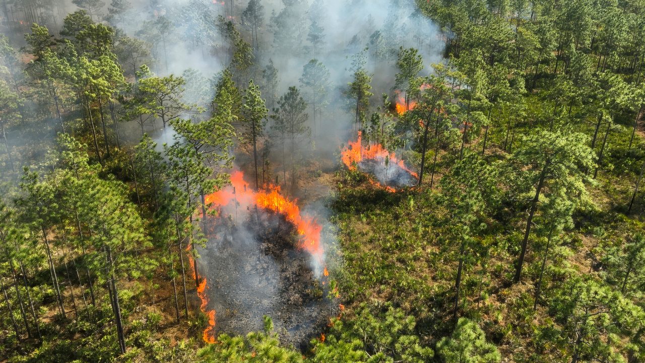 Aerial image of a pine forest with patches on fire