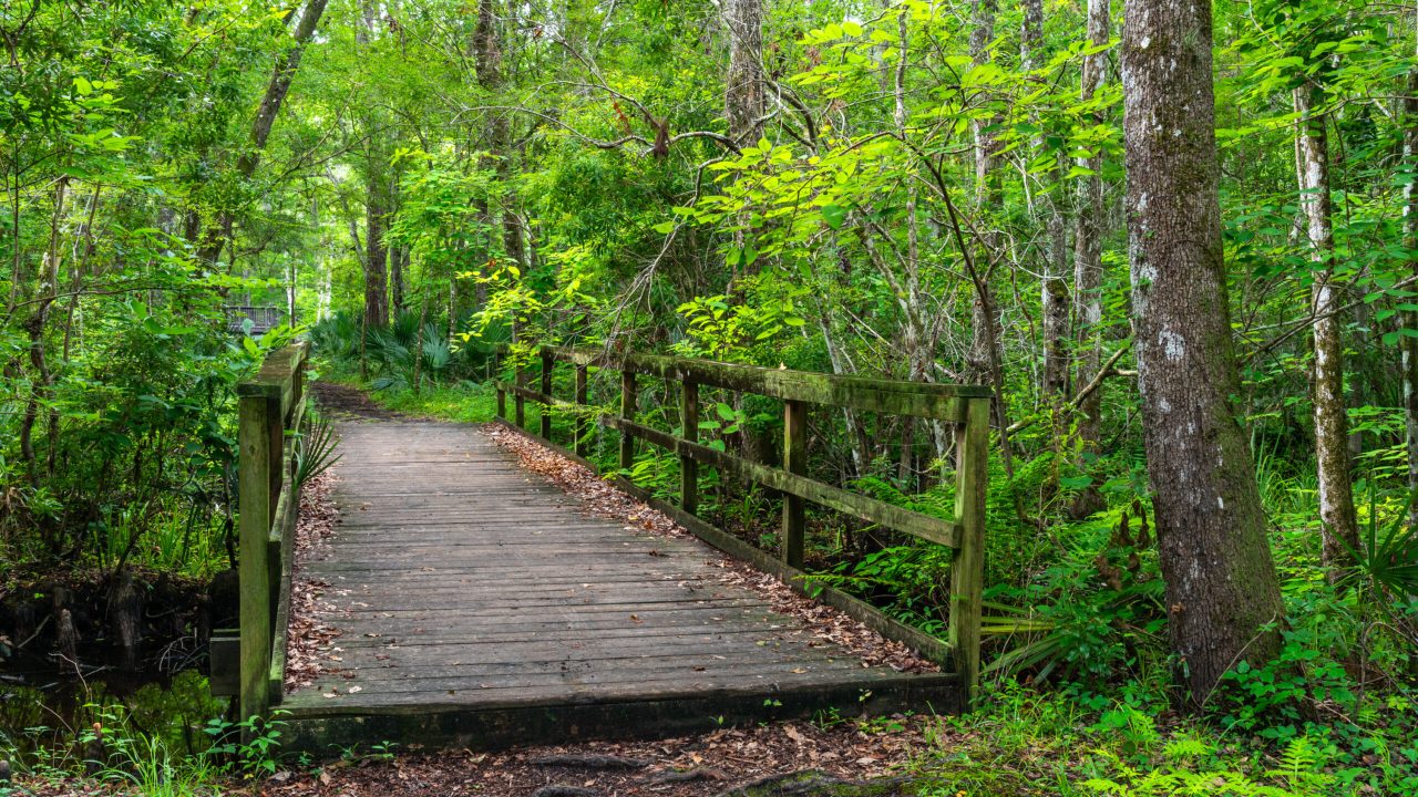 Wooden boardwalk trail through a forested wetland surrounded by dense green vegetation and trees.