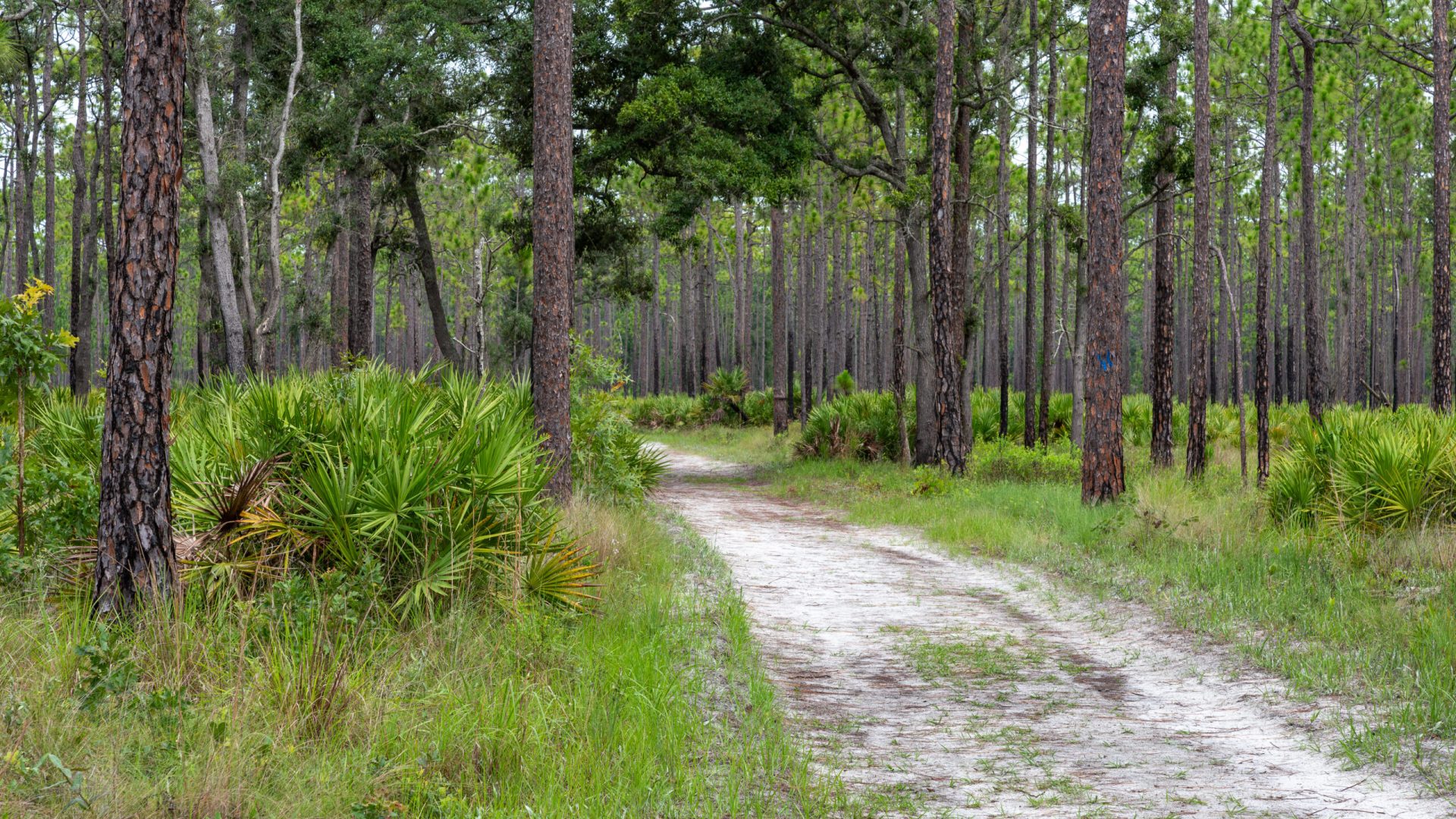 A sand trail lined by pine trees
