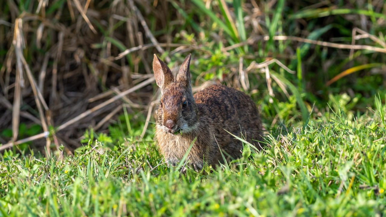 A marsh rabbit is seen among vegetation