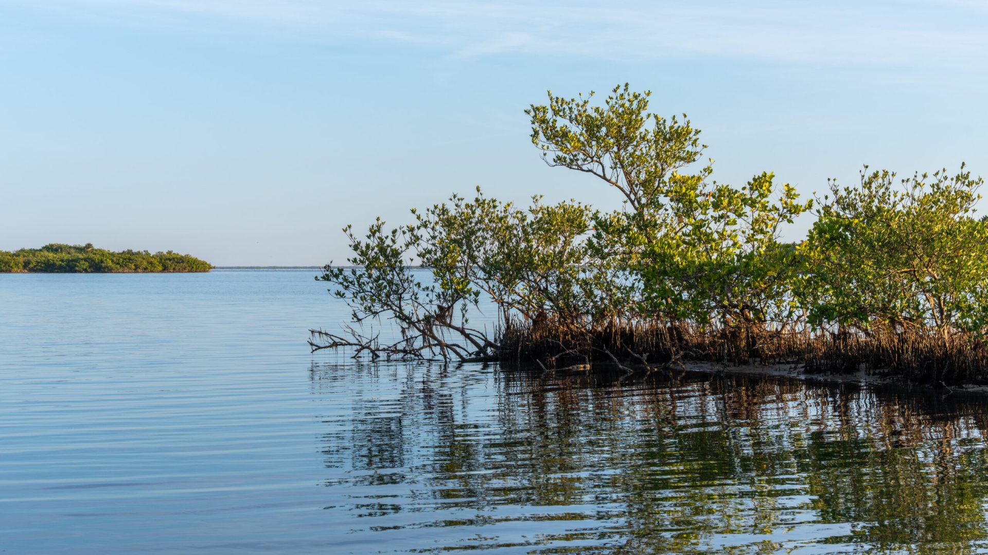 Calm open water of Mosquito Lagoon with a small stand of green mangroves along the shoreline in the foreground and a low, vegetated island in the distance under a clear blue sky, illustrating a healthy coastal estuary managed for water quality and habitat protection.