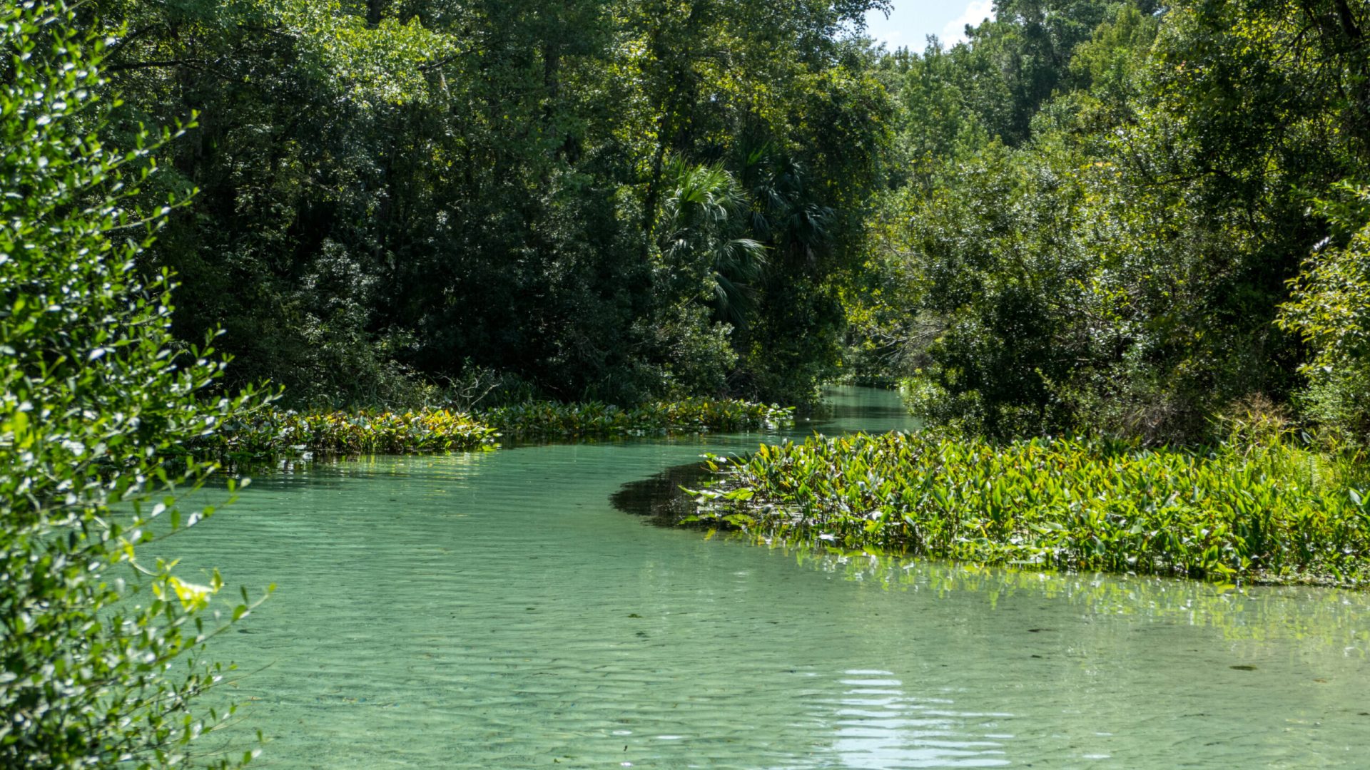 Rock Springs Run winds through Kelly Park in the Middle St. Johns River Basin, offering visitors a crystal-clear glimpse into Florida’s natural beauty.