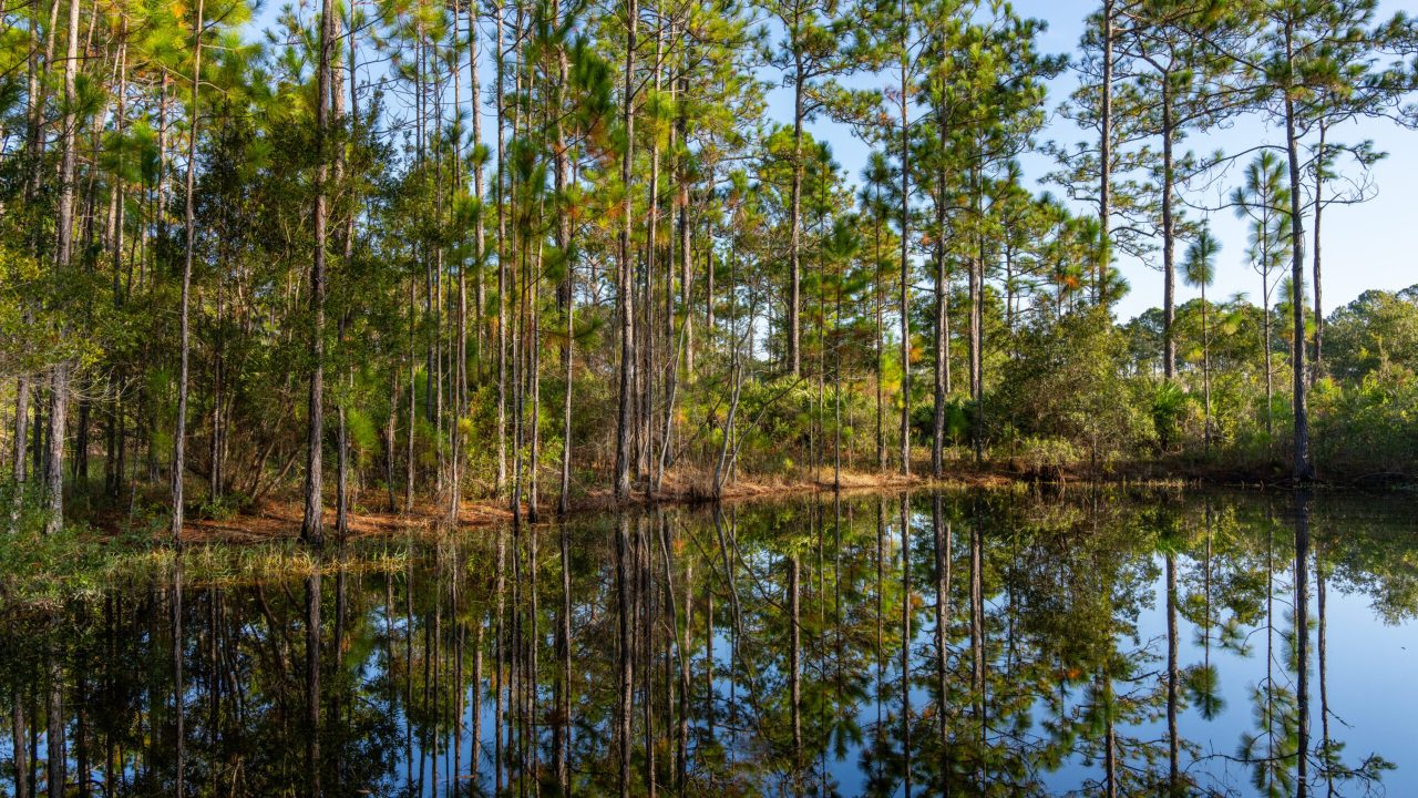 Pine forest surrounding a calm wetland, with trees reflected in the still water.