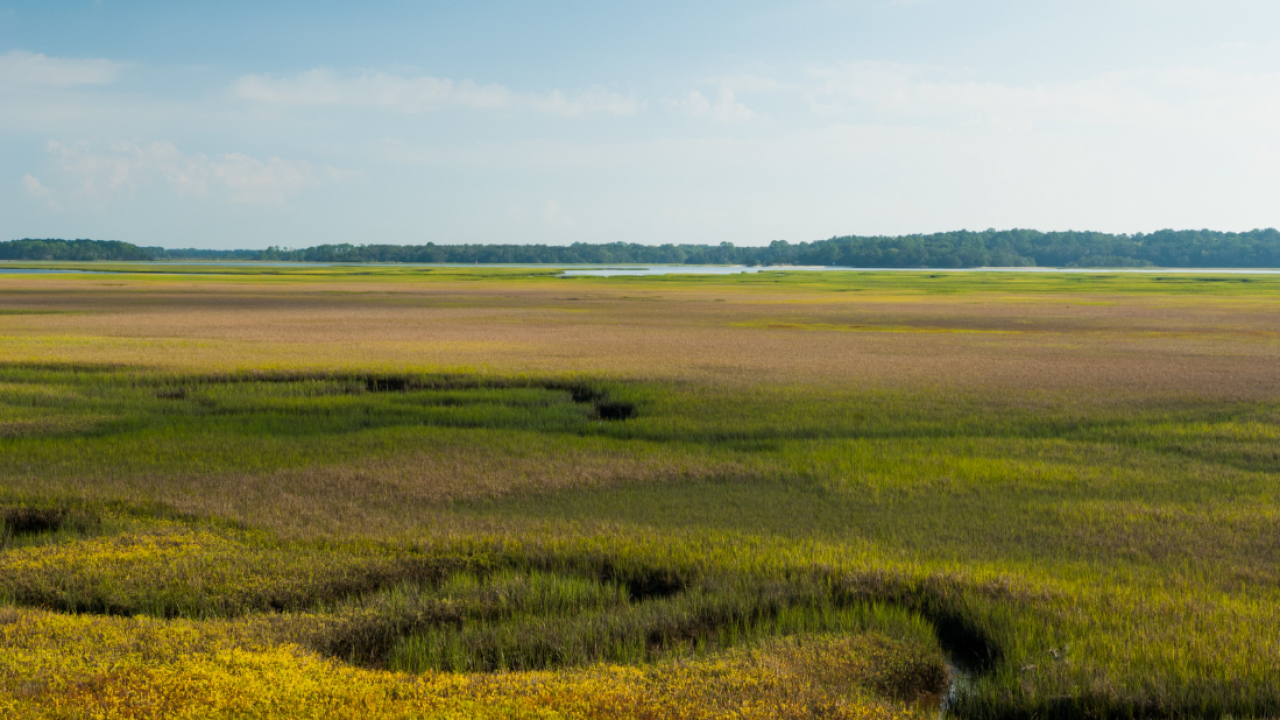 North Florida’s coastal ecosystems will be the focus of restoration efforts facilitated by partnerships between the St. Johns River Water Management District, Nassau County and the city of Atlantic Beach. Unique agreements support large-scale projects that will restore ecological function to coastal habitat.