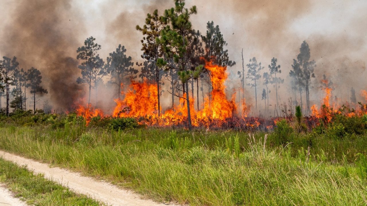 Prescribed fire helps reduce the possibility of dangerous wildfire while enhancing land’s environmental quality.