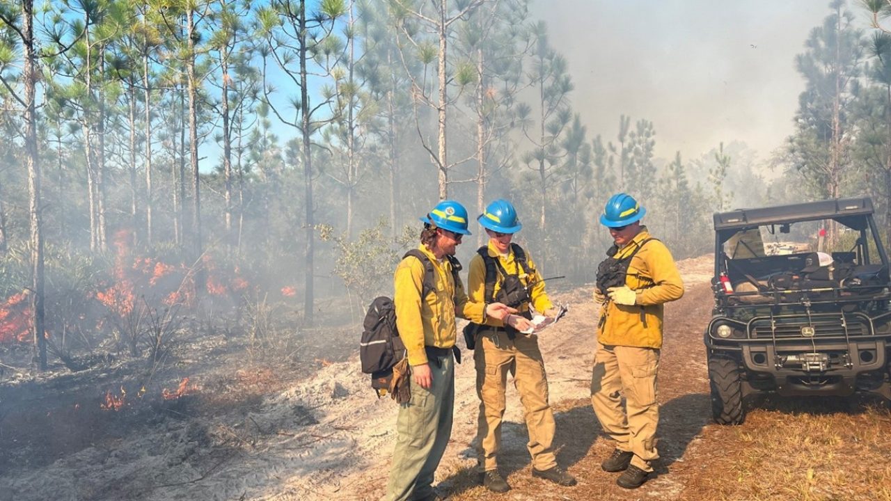 Three wildland firefighters in yellow fire gear and blue helmets monitor a prescribed burn in a Florida pine forest, with controlled flames and smoke visible in the background