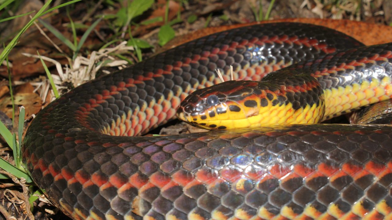 RainbowSnake RainbowSnake