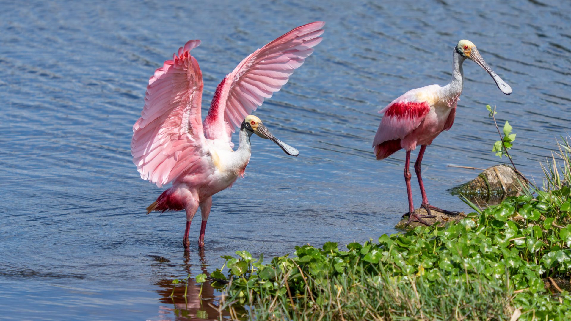 Roseate Spoonbill (Platalea ajaja) at the Fellsmere Grade Recreation Area (Blue Cypress Conservation Area)