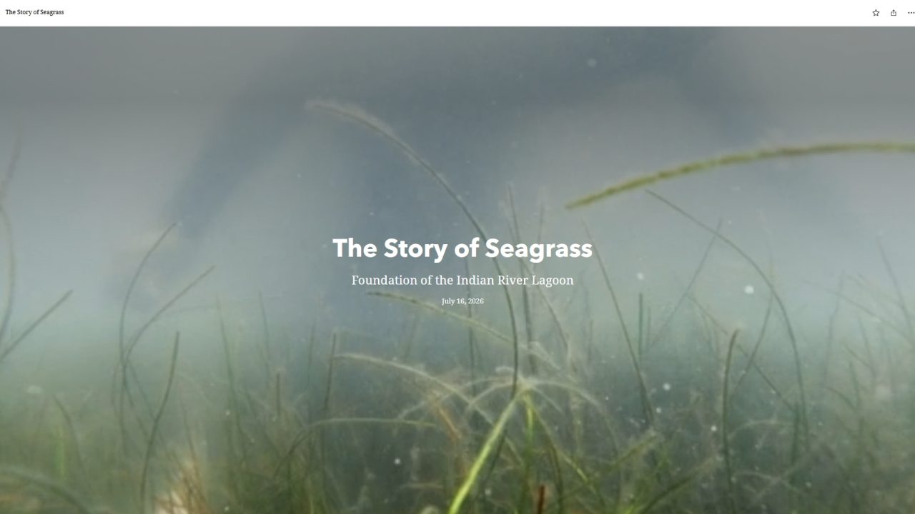 The District’s new interactive StoryMap explores the importance of seagrass and efforts to support its recovery in the Indian River Lagoon.