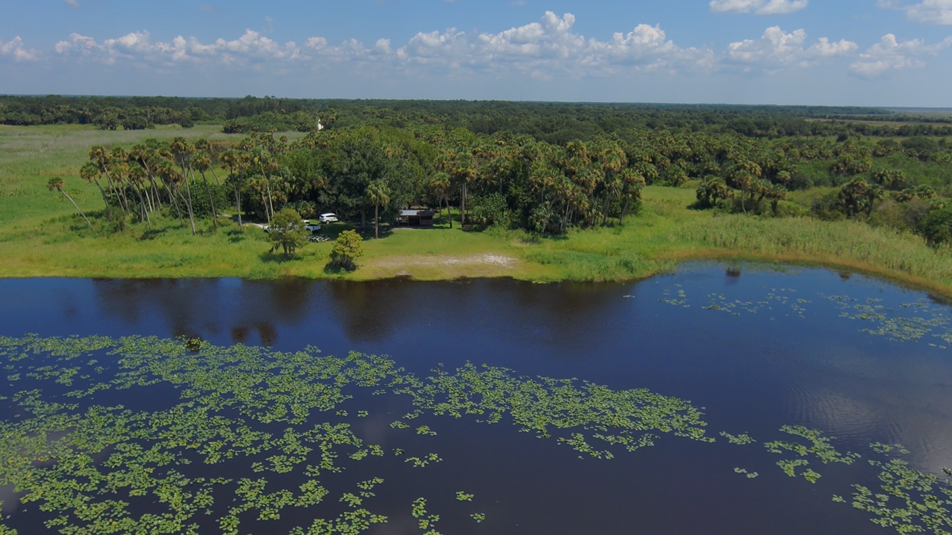 shore line with trees and vegetation