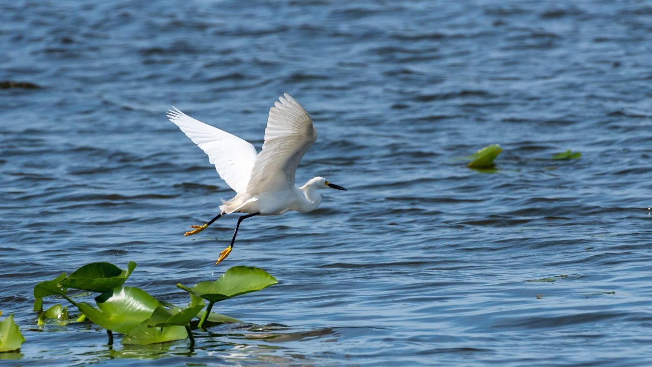 A snowy egret taking flight