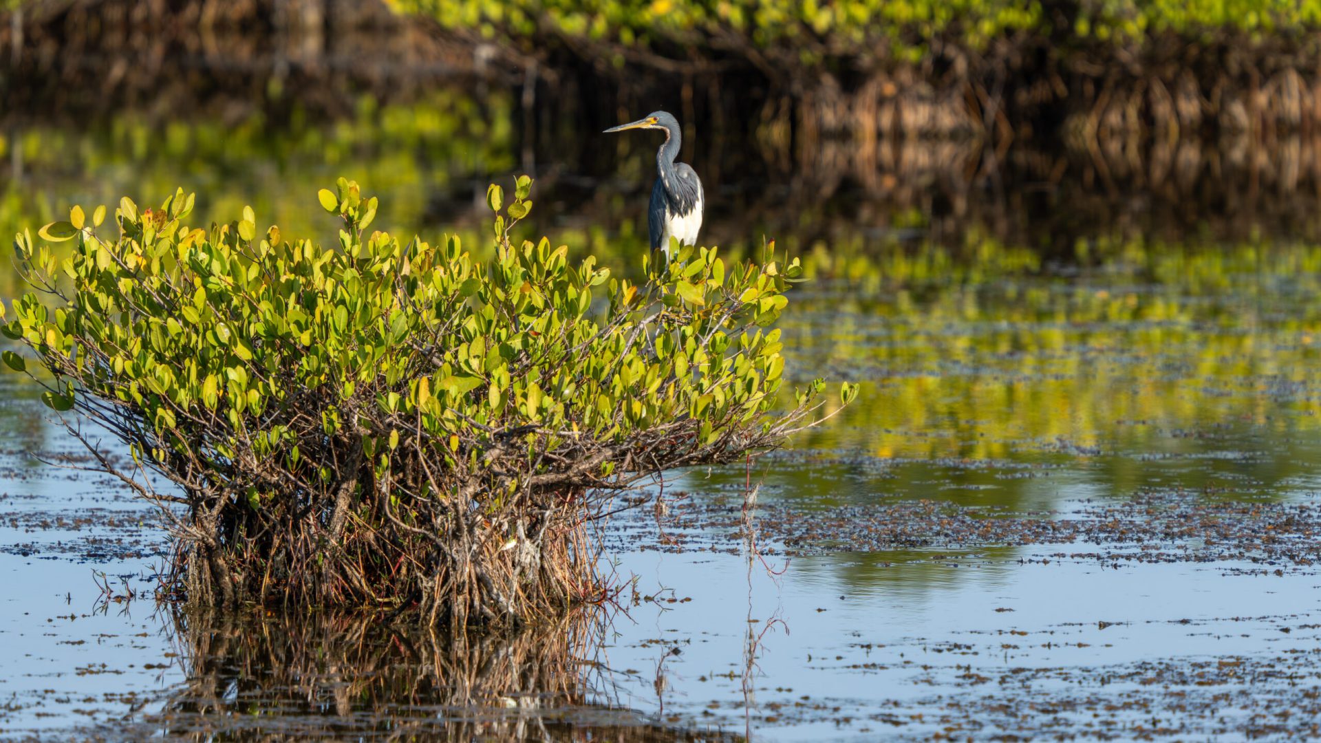 A tricolored heron rests among mangroves in the Indian River Lagoon, one of North America’s most diverse estuaries.