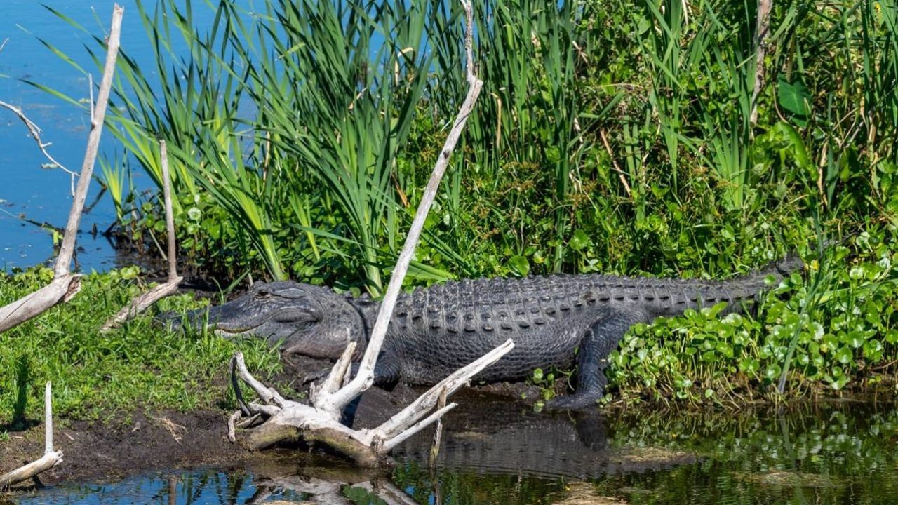 Alligators sitting on a shore