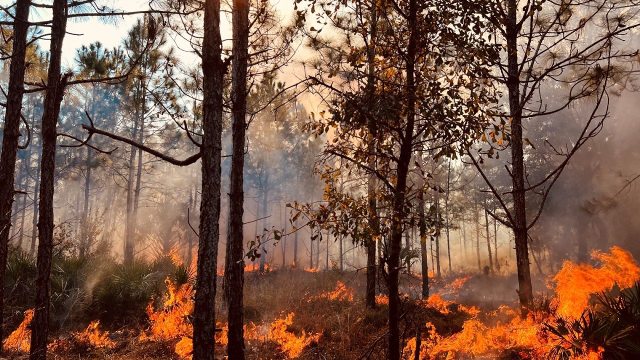 clark-bay-prescribed-fire