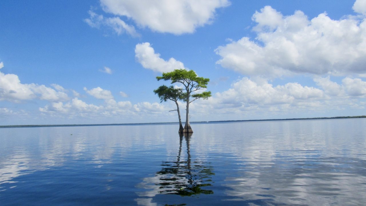 cypress-at-blue-cypress