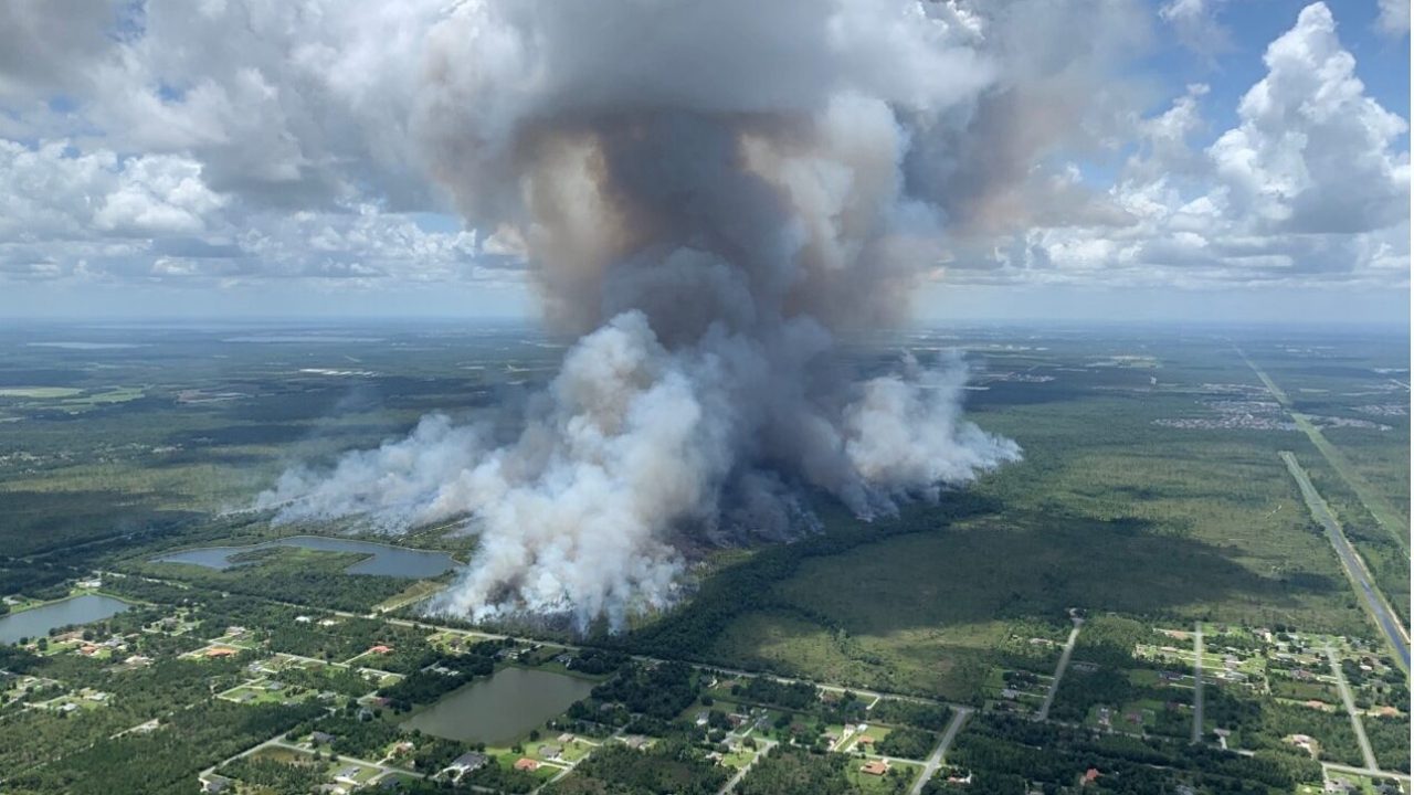 A previous prescribed fire at Hal Scott helps reduce fuels and support healthy, fire-dependent habitats.