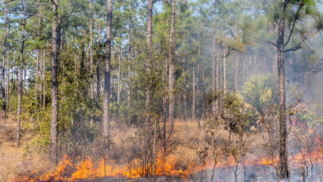 prescribed fire