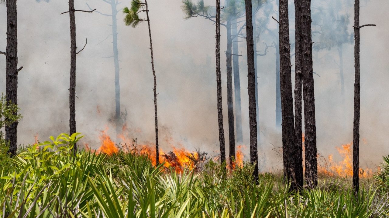 Low-intensity prescribed fire burning through palmetto and grasses beneath tall pine trees, with thick smoke drifting through the forest at a water management district conservation area.