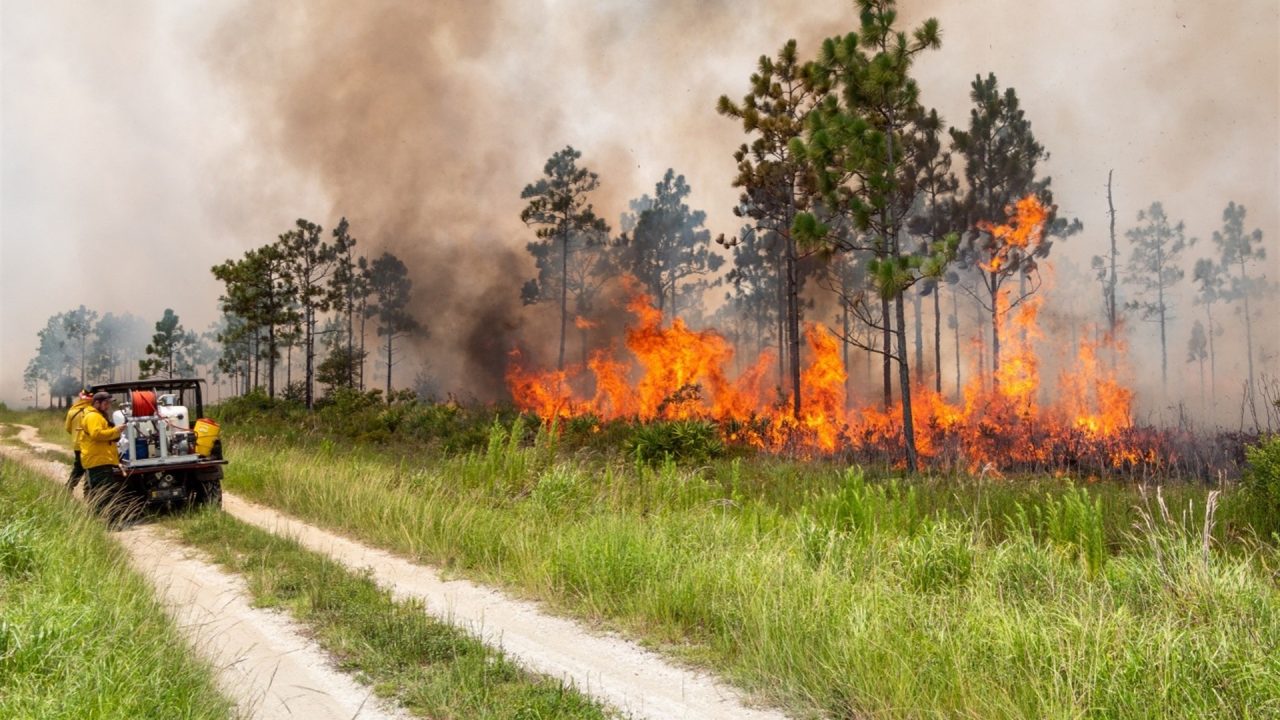 A previous prescribed fire at Hal Scott helps reduce fuels and support healthy, fire-dependent habitats.