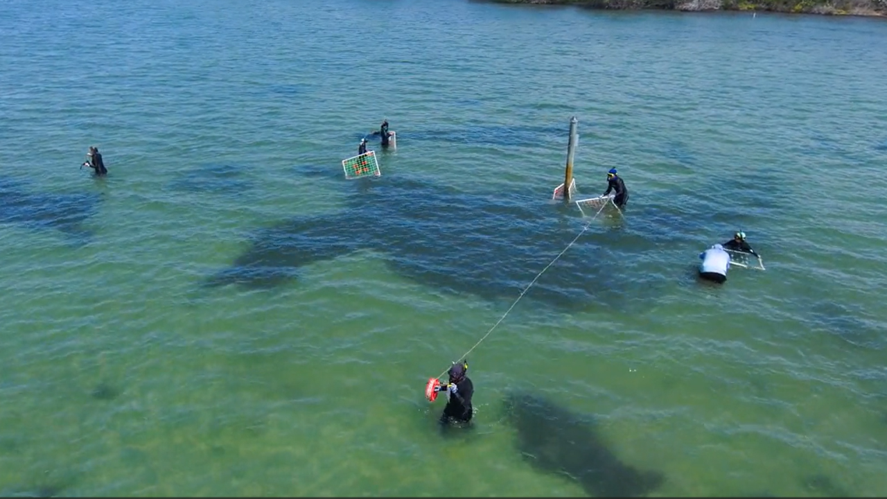 Aerial view of four field researchers in black wetsuits conducting an aquatic vegetation survey in shallow coastal waters, using gridded sampling quadrats and a transect line anchored to a monitoring pole.
